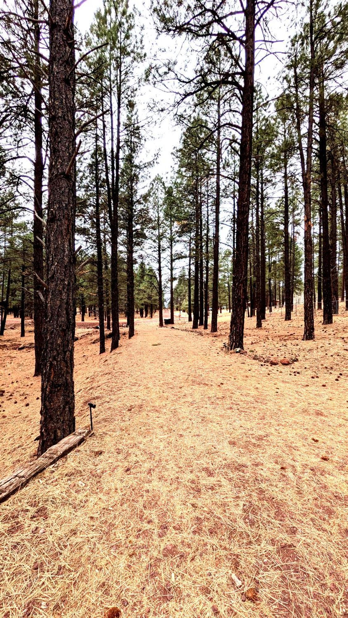 Close To Williams, Flagstaff, Grand Canyon And Sedona Экстерьер фото